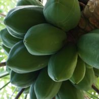 Tropical trees - fruit
