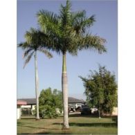 Cuban royal palm
