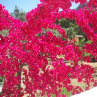 Climbing plants