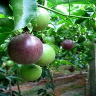 Passiflora edulis (passion fruit)