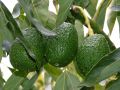 Avocado maturity testing   avocado fruit