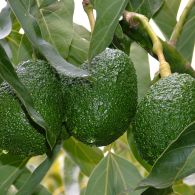 Avocado maturity testing   avocado fruit