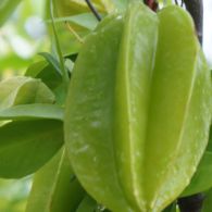 Carambola