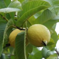 Psidium guajava (Guava)