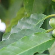 Coffea arabica