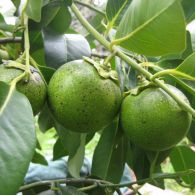 sapote (Casimiroa edulis)