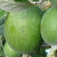 Feijoa (Acca)