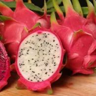 Dragon fruit