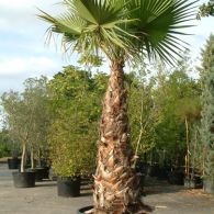 Washingtonia