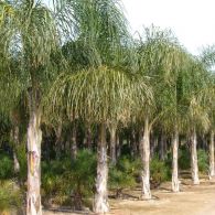  Cocos plumosa (Arecastrum)