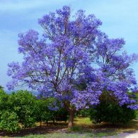 Ornamental trees