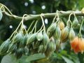 Mountain Papaya Carica pubescens