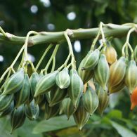 Mountain Papaya Carica pubescens