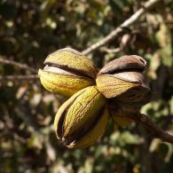 Pecan nuts on tree