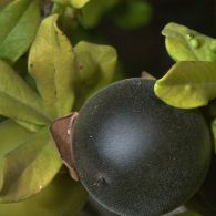 horticultural gardens college texas persimmon chapote diospyros texana