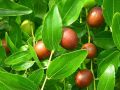 jujube dryed fruits ziziphus zizyphus 220 g 