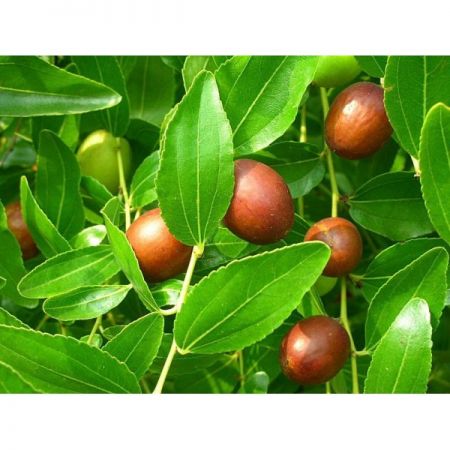 jujube dryed fruits ziziphus zizyphus 220 g 