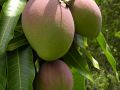 mangifera indica fruits