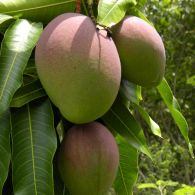 mangifera indica fruits