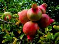 pomegranate on a tree