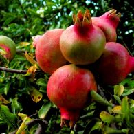 pomegranate on a tree