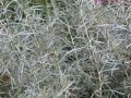 144 277 helichrysum curry plant immortelle bg
