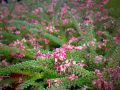 Grevillea lanigera Mount Tamboritha