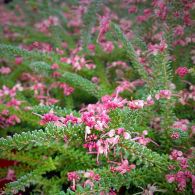 Grevillea lanigera Mount Tamboritha