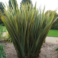 Phormium tenax