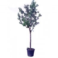 1.                     Prunus armeniaca  1500x1500