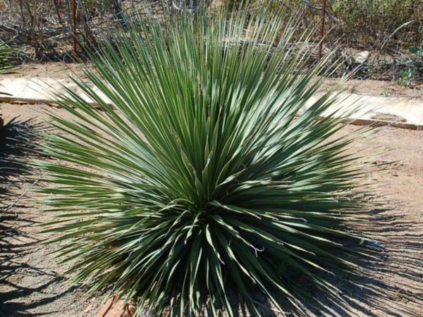 Dasylirion wheeleri Desert Spoon3