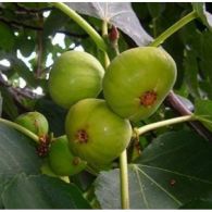 Ficus carica 2 800x600