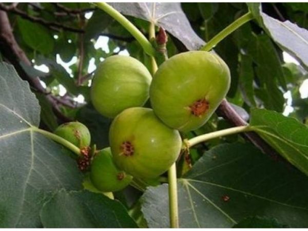 Ficus carica 2 800x600