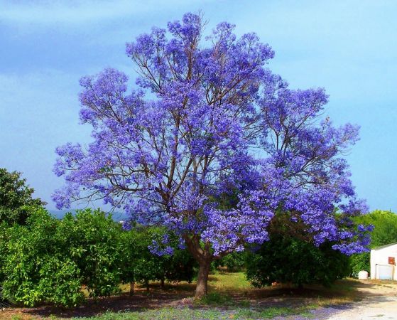 Jacanda Mimosifolia 3