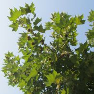 Platano occidentale sycamore