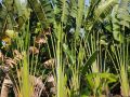 Ravenala madagascariensis 4moh  46265.1560934592