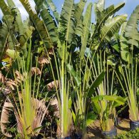 Ravenala madagascariensis 4moh  46265.1560934592