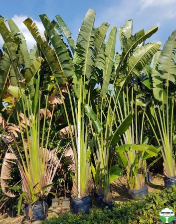 Ravenala madagascariensis 4moh  46265.1560934592