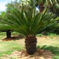 cycas NG1