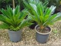 cycas NG6