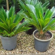 cycas NG6