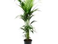 kentia palm howea forsteriana 21cm approx 120cm high