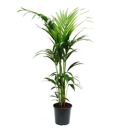 kentia palm howea forsteriana 21cm approx 120cm high
