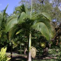 palm tc 14415 3
