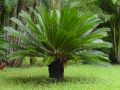 Cycas Revoluta