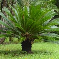 Cycas Revoluta