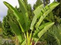 Giant Bird of Paradise Strelitzia Nicolai desert horizon nursery