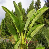 Giant Bird of Paradise Strelitzia Nicolai desert horizon nursery