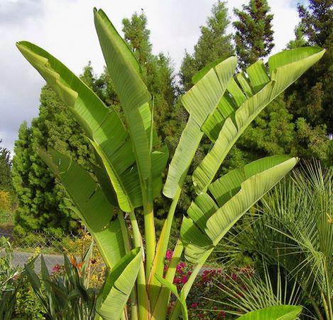 Giant Bird of Paradise Strelitzia Nicolai desert horizon nursery