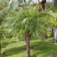 Pygmy Date Palm 450 2 1024x1024